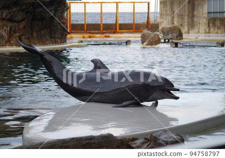水族館的朋友 水族館的朋友 94758797
