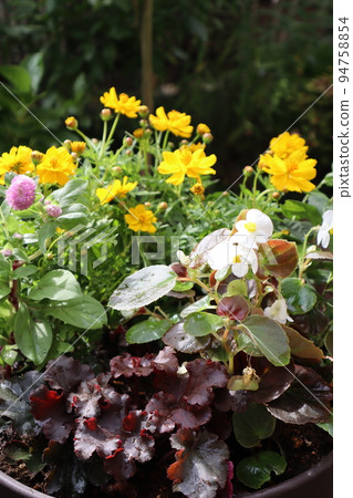 Flower group planting of yellow cosmos Flower group planting of yellow cosmos 94758854