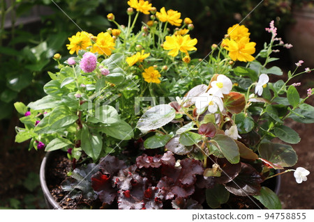 Autumn flower group planting Autumn flower group planting 94758855