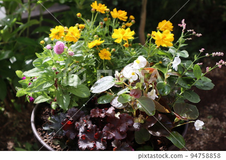Flower group planting of yellow cosmos Flower group planting of yellow cosmos 94758858
