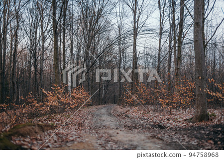 A tree in a forest 94758968