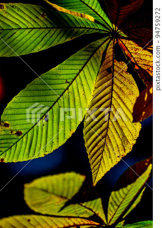 長野縣駒根高原的枝葉秋葉 94759272