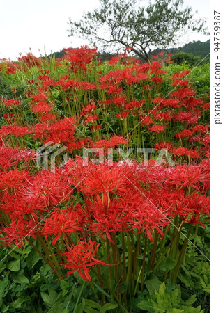 希根花的風景 希根花的風景 94759387