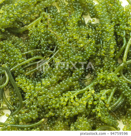 Closeup seaweed umibudo. Sea grapes. 94759596