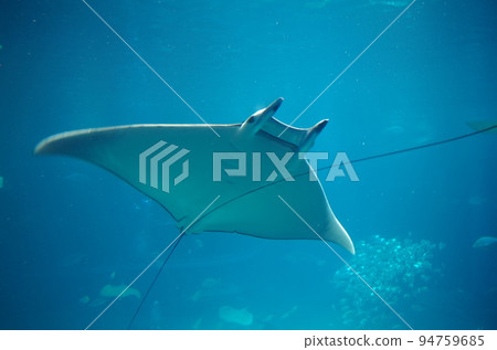 水族館的朋友 水族館的朋友 94759685