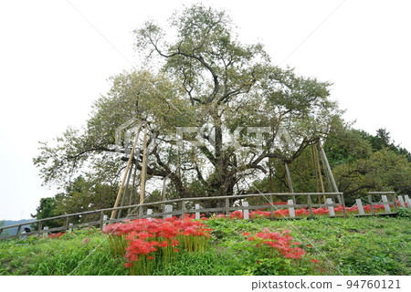 Cluster amaryllis blooming at the base of cherry blossoms in Totsube Cluster amaryllis blooming at the base of cherry blossoms in Totsube 94760121