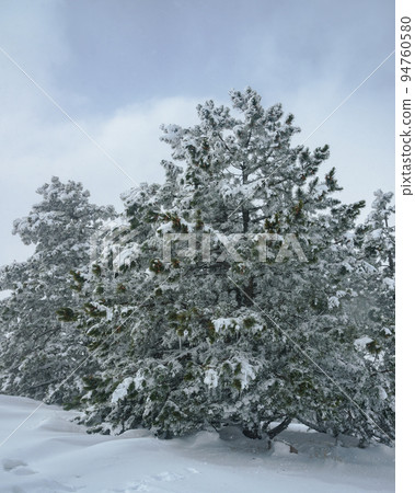 Snow covered pine tree on mountain Ai-Petri after blizzard. Crimea Snow covered pine tree on mountain Ai-Petri after blizzard. Crimea 94760580