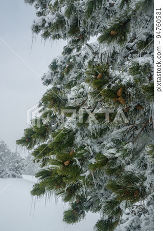Snow-covered branches of pine tree on mountain Ai-Petri. Crimea Snow-covered branches of pine tree on mountain Ai-Petri. Crimea 94760581