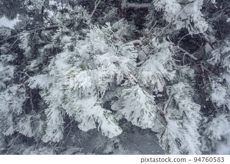 Snow-covered branches of pine tree on mountain Ai-Petri. Crimea 94760583