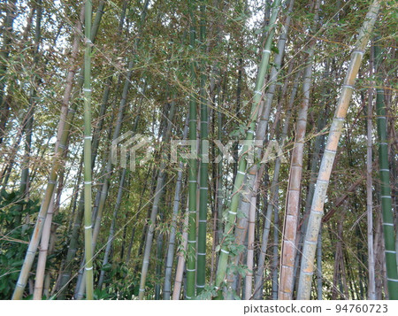  Bamboo grove 94760723