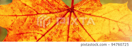 Closeup view of the colourful maple leaf 94760725