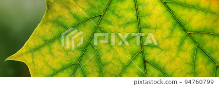 Closeup view of the colourful maple leaf 94760799