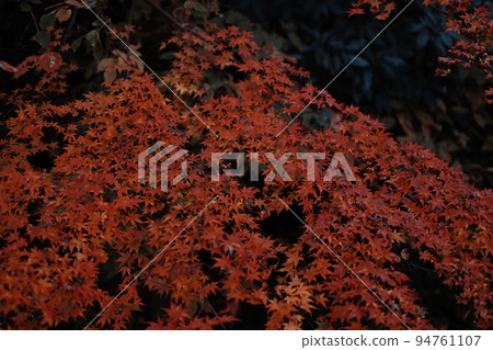 高尾山紅葉盛開 高尾山紅葉盛開 94761107