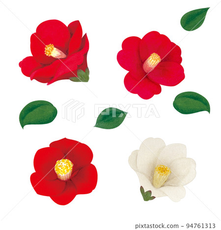 水彩畫的山茶花插圖 水彩畫的山茶花插圖 94761313