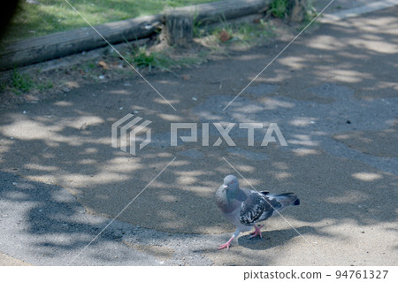 A pigeon to take a walk A pigeon to take a walk 94761327