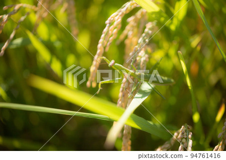 Praying mantis on ear of rice 94761416
