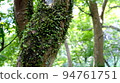 樹幹特寫與森林背景 94761751