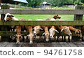 農場後面的一群羊。 94761758