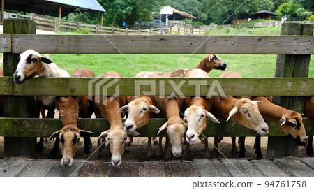 農場後面的一群羊。 94761758