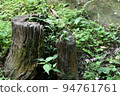 樹林裡開裂的樹樁特寫 94761761