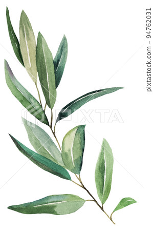 Watercolor olive twig with green leaves, isolated illustration for wedding and party design 94762031