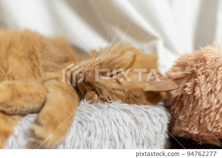 Sleeping cat, tea tabby cat Sleeping cat, tea tabby cat 94762277