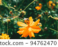 蜜蜂花 94762470