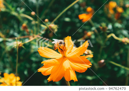 蜜蜂花 94762470