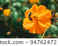 蜜蜂花 94762472