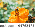 蜜蜂花 94762473