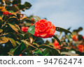 山茶花 94762474