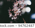 櫻桃樹 94762487