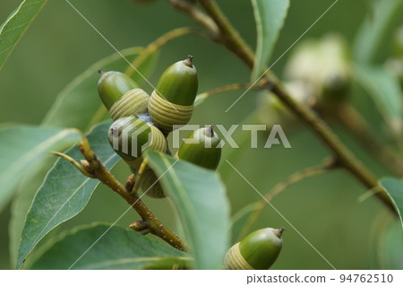 Oak fruit acorn Still young Autumn end of September 94762510