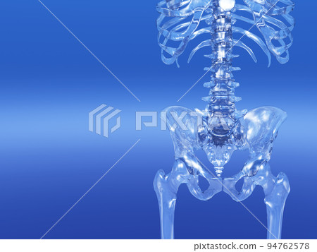 Human skeleton bone skeleton CG human body 94762578