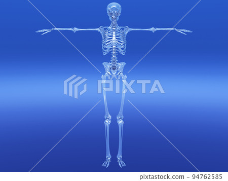 人體骨骼骨骼骨骼CG人體 人體骨骼骨骼骨骼CG人體 94762585