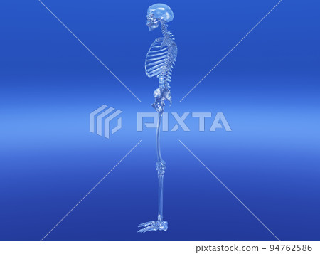 Human skeleton bone skeleton CG human body Human skeleton bone skeleton CG human body 94762586
