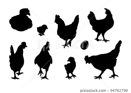 Hen or chicken silhouette set isolated in white background. Free grazing hen bird in the runch 94762790
