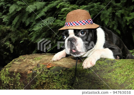 A straw hat Boston Terrier ♡ Mighty-kun ♡ A straw hat Boston Terrier ♡ Mighty-kun ♡ 94763038