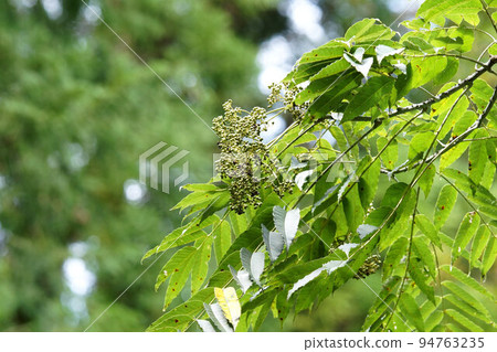 Fruits of the Japanese crow Zanthoxylum in the mountains Autumn end of September Fruits of the Japanese crow Zanthoxylum in the mountains Autumn end of September 94763235