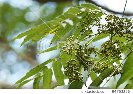 Fruits of the Japanese crow Zanthoxylum in the mountains Autumn end of September Fruits of the Japanese crow Zanthoxylum in the mountains Autumn end of September 94763236