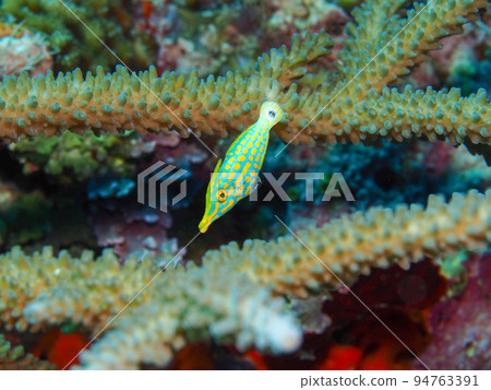 天狗卡哈吉 94763391