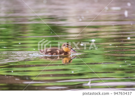 Cute little duckling swimming alone in a lake with green water 94763437