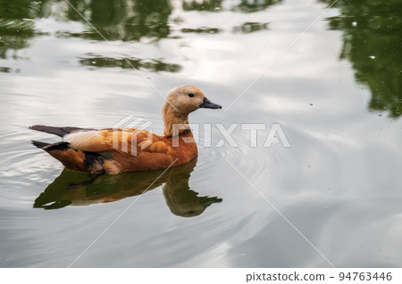 Ruddy Shelduck, or red duck, lat. Tadorna ferruginea, swimming on a lake. Ruddy Shelduck, or red duck, lat. Tadorna ferruginea, swimming on a lake. 94763446