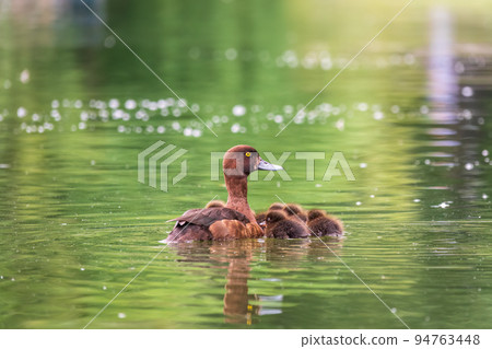 Female Tufted duck swims with her ducklings in green lake 94763448