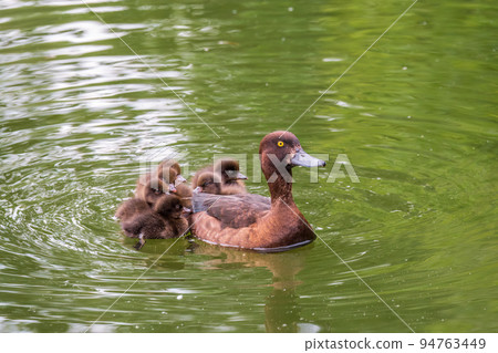 Female Tufted duck swims with her ducklings in green lake 94763449