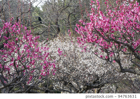 早春梅林紅白梅花-7 94763631