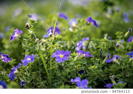 Flowers 94764113