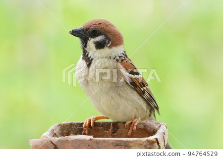 麻雀 新鮮綠葉背景下熟悉的野鳥特寫 94764529