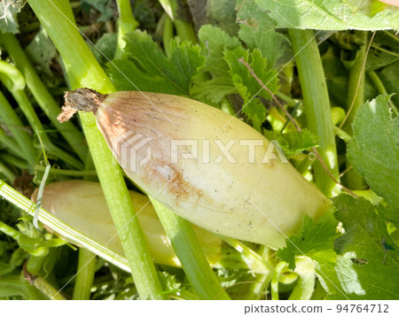 Spoiled zucchini. Disease vegetables on the field. Bad harvest. Agriculture. Spoiled zucchini. Disease vegetables on the field. Bad harvest. Agriculture. 94764712