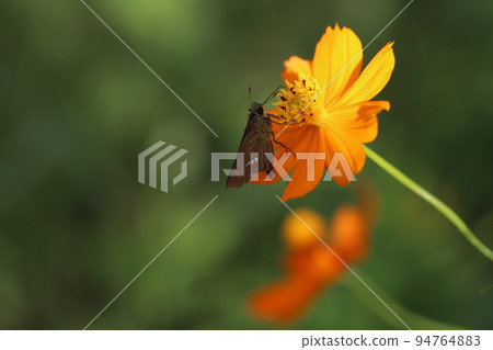 Ichimonji seseri butterfly sucking nectar from a yellow cosmos blooming in an autumn garden in Japan 94764883